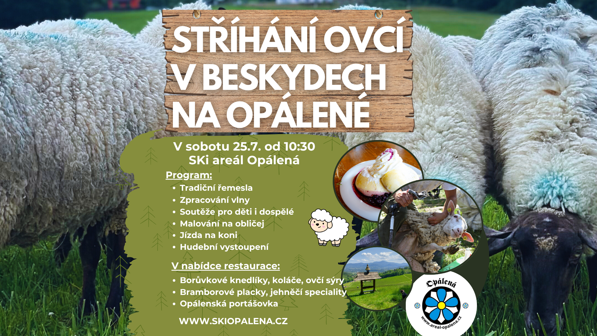 Stříhání ovcí v Beskydech na Opálené